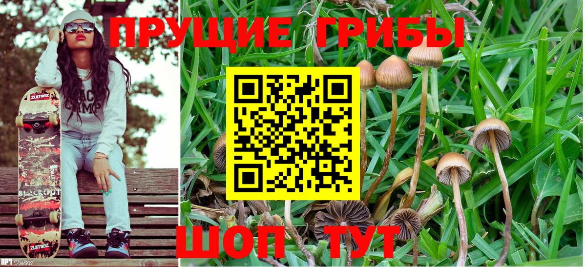Сокол  Галлюциногенные грибы GOLDEN TEACHER  наркота  Вход с VPN 